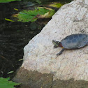 Painted Turtle