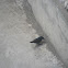 Purple Sunbird