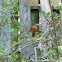 Cardinal