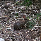 Desert Cottontail Rabbit
