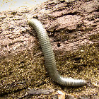 Giant Millipede