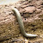 Giant Millipede