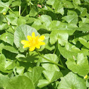 Lesser celandine