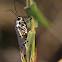 Rattlebox Moth