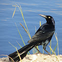 Great-tailed Grackle