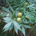 Water Hickory, Bitter Pecan