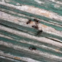 Ant