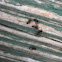 Ant