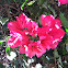 Bougainvillea