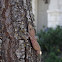 Mediterranean House Gecko