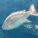 Red Snapper