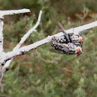 Root-maggot flies