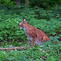 Lynx