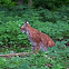 Lynx