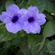 Wild Petunia, Ruellias