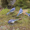 Blue Jay