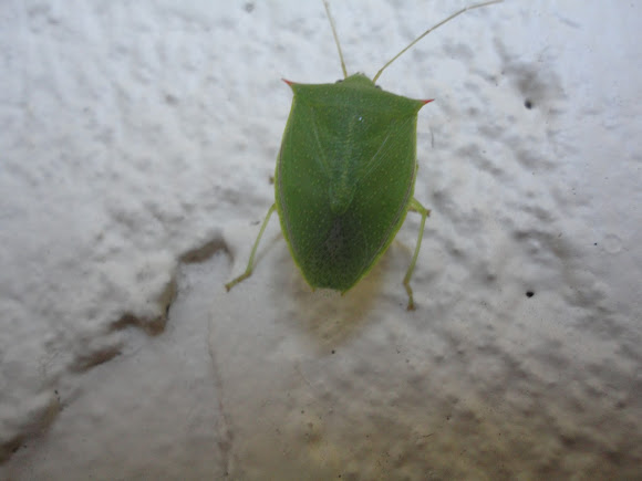 Spotting Image 1