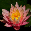 Water Lily