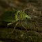Pale Green Weevil