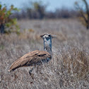 Kori Bustard