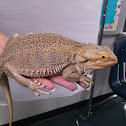 Bearded dragon