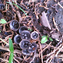 Fluted Bird's Nest
