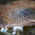 Dark Honey Mushroom