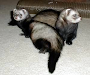 Uperpet Transportadora Mediana P Huron