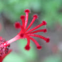 Wax Mallow, Ladies Teardrop