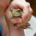 Cuban tree frog