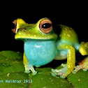Scarlet-webbed Tree Frog