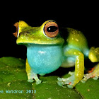 Scarlet-webbed Tree Frog