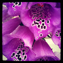 Foxglove