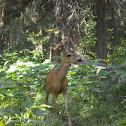 mule deer