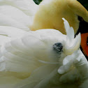 Mute Swan