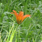 Wood Lily