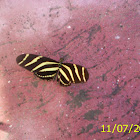 zebra buterfly