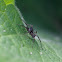Wolfspin - Pardosa sp.?