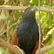 Greater Coucal
