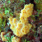 Orange Encrusting Sea Sponge