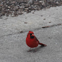 Northern Cardinal