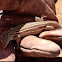 DESERT GRASSLAND WHIPTAIL