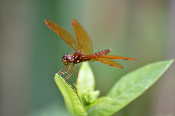 Spotting Image 1