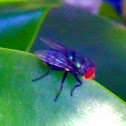 Fly