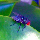 Fly