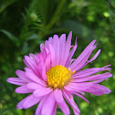Aster (genus)
