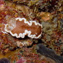 nudi