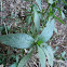 Ruellia