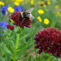 Nevada Bumblebee