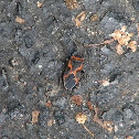 Small Milkweed Bug